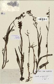 spécimen de Epipactis palustris