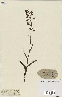 spécimen de Epipactis palustris