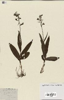 spécimen de Epipactis palustris