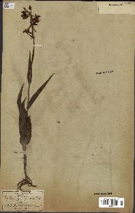 spécimen de Epipactis palustris