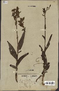 spécimen de Epipactis palustris