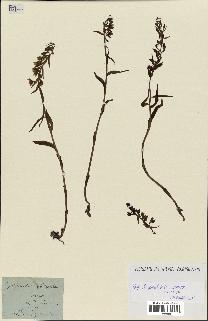 spécimen de Epipactis palustris
