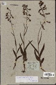 spécimen de Epipactis palustris