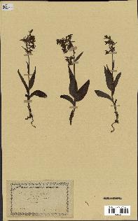 spécimen de Epipactis palustris