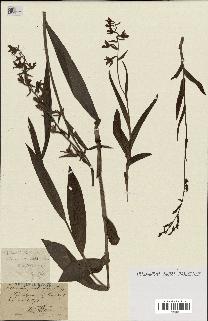 spécimen de Epipactis palustris