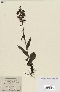 spécimen de Epipactis palustris