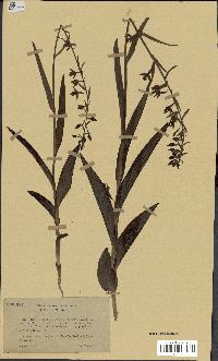 spécimen de Epipactis palustris