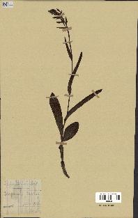 spécimen de Epipactis palustris