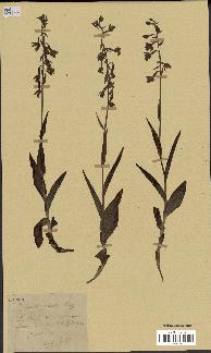 spécimen de Epipactis palustris