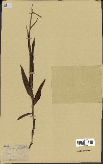 spécimen de Epipactis palustris