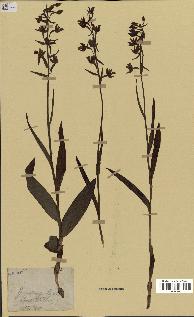 spécimen de Epipactis palustris