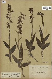 spécimen de Epipactis palustris
