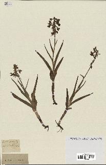 spécimen de Epipactis palustris