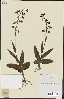 spécimen de Epipactis palustris