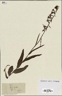 spécimen de Epipactis palustris
