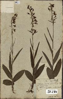 spécimen de Epipactis palustris