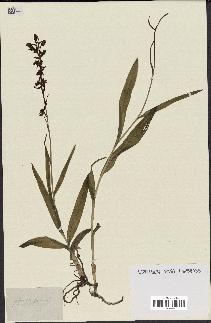 spécimen de Epipactis palustris