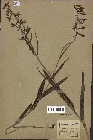 spécimen de Epipactis palustris