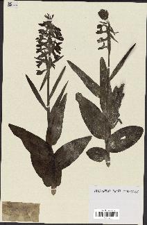 spécimen de Epipactis palustris