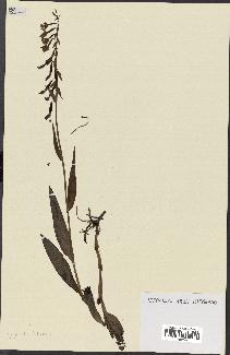spécimen de Epipactis palustris