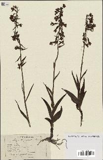 spécimen de Epipactis palustris