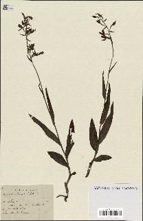 spécimen de Epipactis palustris