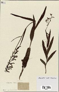 spécimen de Epipactis palustris