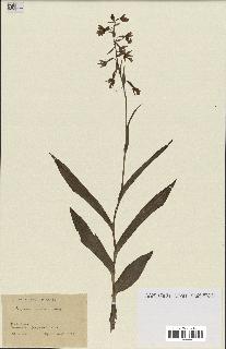 spécimen de Epipactis palustris