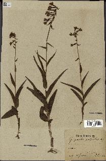 spécimen de Epipactis palustris