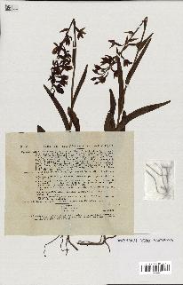 spécimen de Epipactis palustris