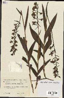 spécimen de Epipactis palustris