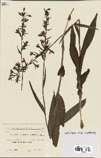 spécimen de Epipactis palustris