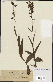 spécimen de Epipactis palustris