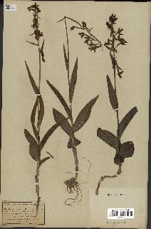 spécimen de Epipactis palustris