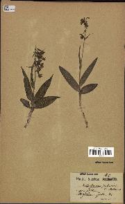 spécimen de Epipactis palustris