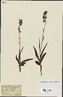 spécimen de Epipactis palustris