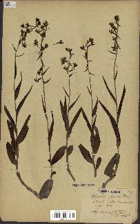 spécimen de Epipactis palustris