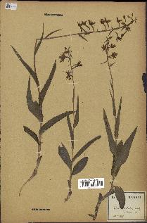 spécimen de Epipactis palustris