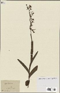 spécimen de Epipactis palustris