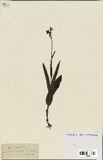 spécimen de Epipactis palustris