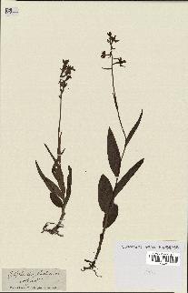 spécimen de Epipactis palustris