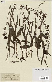 spécimen de Epipactis palustris