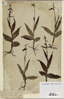 spécimen de Epipactis palustris