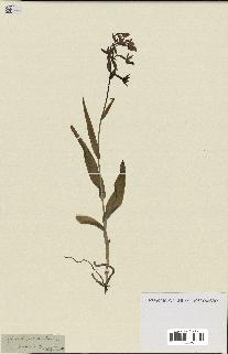 spécimen de Epipactis palustris
