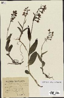spécimen de Epipactis palustris