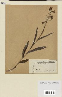 spécimen de Epipactis palustris