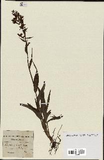 spécimen de Epipactis palustris