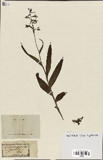 spécimen de Epipactis palustris