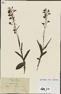 spécimen de Epipactis palustris