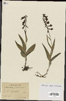 spécimen de Epipactis palustris